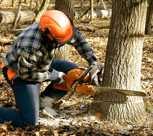 Tree Removal in Hillsborough, NJ